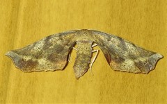 Parepisparis multicolora