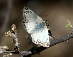 Heliopetes ericetorum