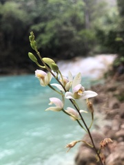 Bletia tenuifolia