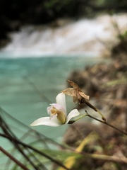 Bletia tenuifolia