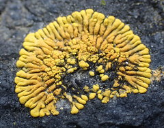 Polycauliona verruculifera