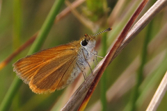 Ancyloxypha nitedula