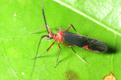 Thyrsophorinae