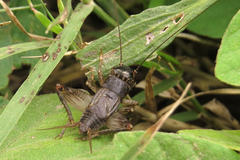 Miogryllus