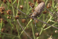Neodillonia albisparsa