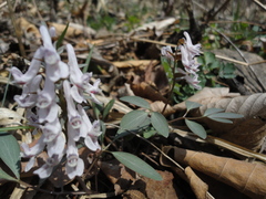 Corydalis repens