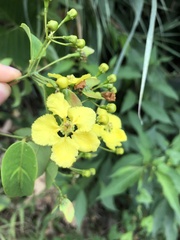 Stigmaphyllon ellipticum