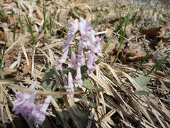 Corydalis repens