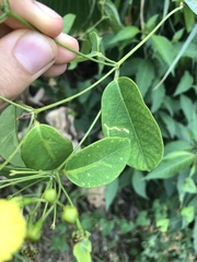 Stigmaphyllon ellipticum