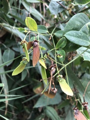 Stigmaphyllon ellipticum