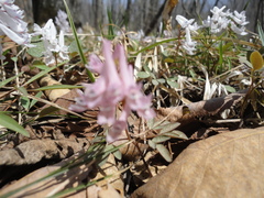 Corydalis repens