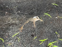 Lithobates virgatipes