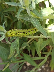 Hyles lineata
