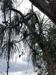 Beaucarnea goldmanii