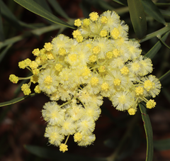 Acacia subcaerulea
