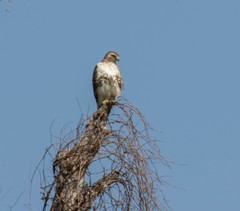 Buteo jamaicensis