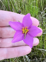 Sabatia grandiflora