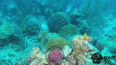 Monanchora arbuscula