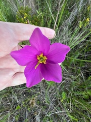 Sabatia grandiflora