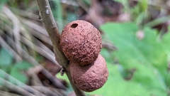 Disholcaspis globosa