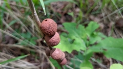 Disholcaspis globosa