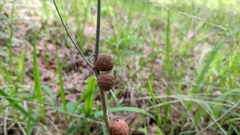 Disholcaspis globosa