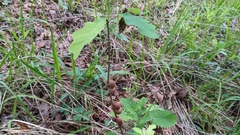 Disholcaspis globosa