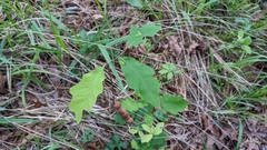 Disholcaspis globosa