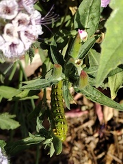 Hyles lineata