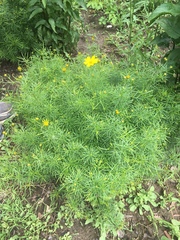 Coreopsis verticillata