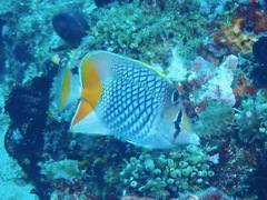 Chaetodon xanthurus