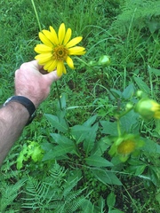 Silphium radula