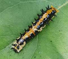 Papilio clytia