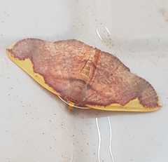 Nothomiza flavicosta