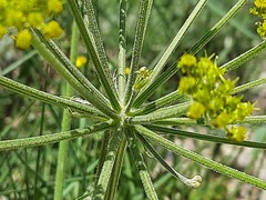 Zosima absinthifolia