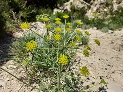 Zosima absinthifolia