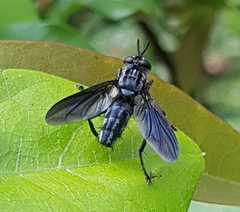Hermyini