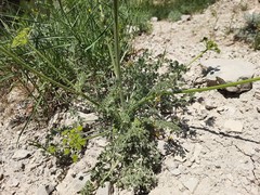 Zosima absinthifolia