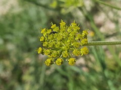 Zosima absinthifolia