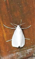 Tipanaea patulella