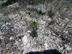 Reseda globulosa