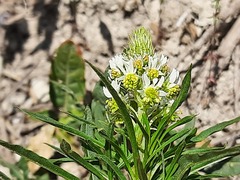 Reseda globulosa