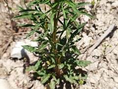 Reseda globulosa