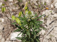 Reseda globulosa