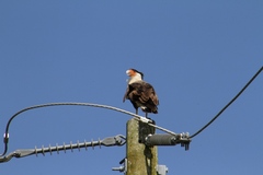 Caracara plancus