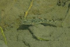 Gobiomorphus breviceps