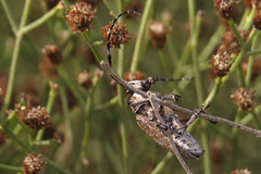 Neodillonia albisparsa