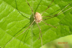 Rilaena