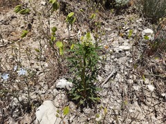 Reseda globulosa