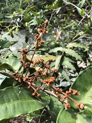 Calyptranthes chiapensis